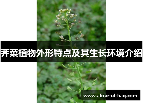 荠菜植物外形特点及其生长环境介绍